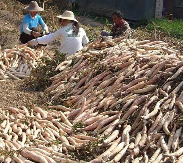 薯渣資源化利用 薯渣資源化利用